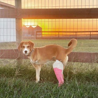 Dani 1 year old Lab mix from Cranford, NJ