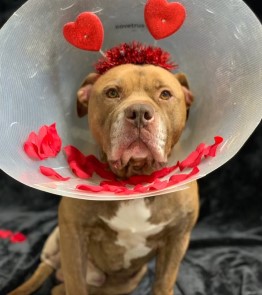 Gibby 5 year old Pit Bull from Dahlonega, GA