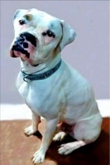 Hans 1 year old Boxer from Owatonna, MN