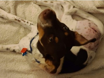 Jack 6 month old Mix from Buckeye, AZ