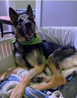 Jasper 1 year old German Shepard from Spring City, TN