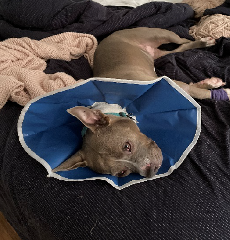 Lucy Deerfield Beach, FL