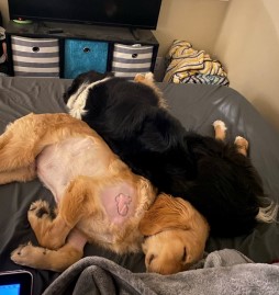 Merlin 4 month old Golden from Arvada, CO