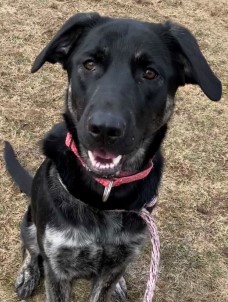 Nikita 1 year old Shepherd Mix from Hayward, WI