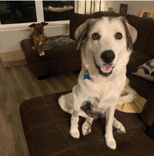 Phoebe 2 year old Pyrenees mix from Garland, TX
