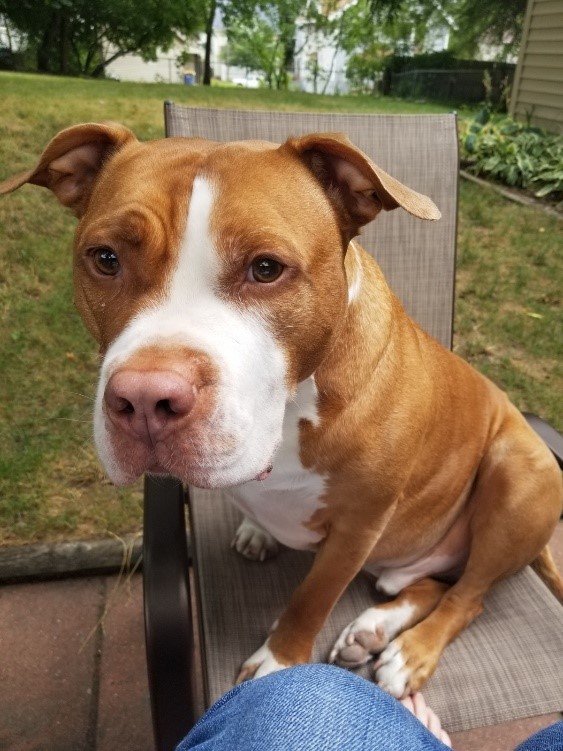 Porkchops “He (Porkchop) is doing really, really well! I can’t thank BWBF enough for helping us get through some of the medical bills.”