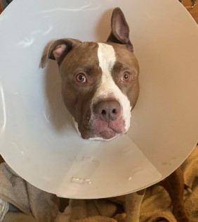 Rocko 6 year old Pitbull from Antioch, CA