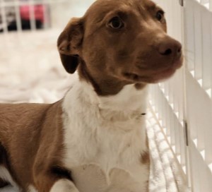 Tupelo 4 month old Terrier mix from Rockford, MI