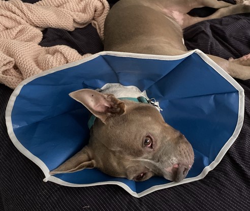 Lucy Deerfield Beach, FL