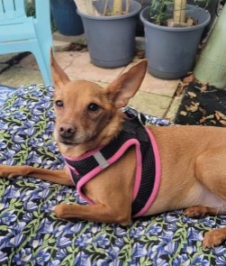 Sookie 4 year old Min pin mix from Tampa, FL