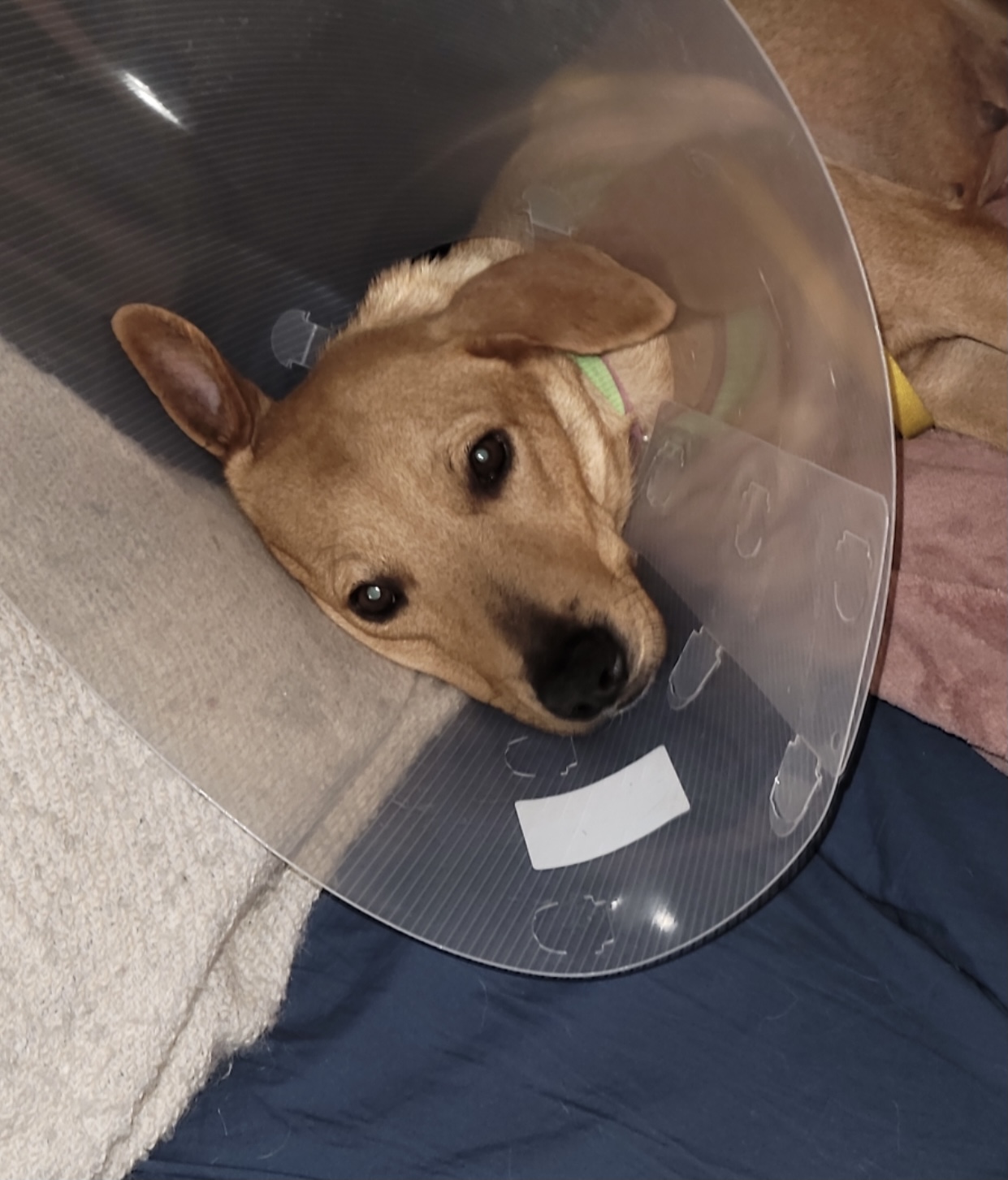 Tangerine San Diego, CA