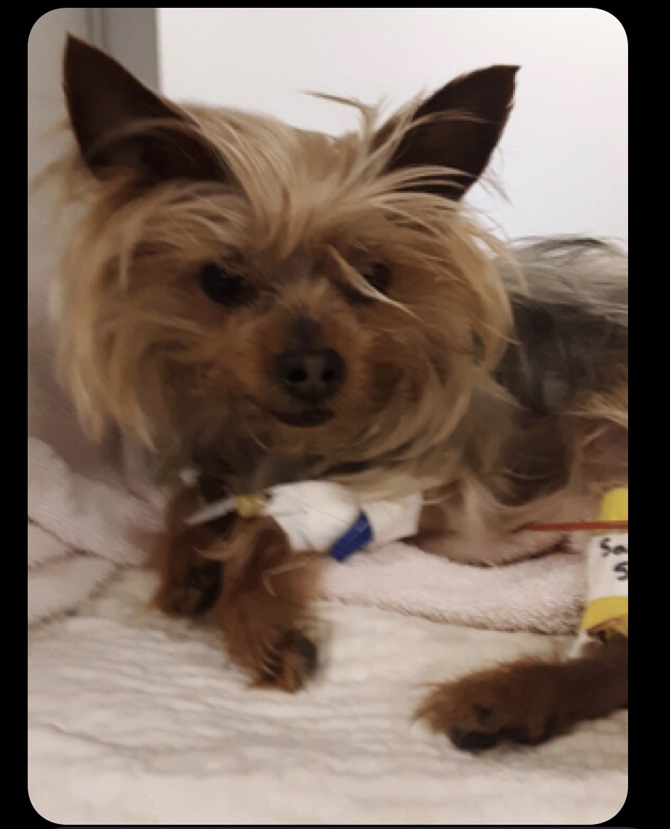 Thor Mill Valley, CA