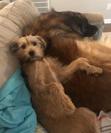 Benji His family is absolutely head over heels in love with his personality. He taught himself a new spin move too.