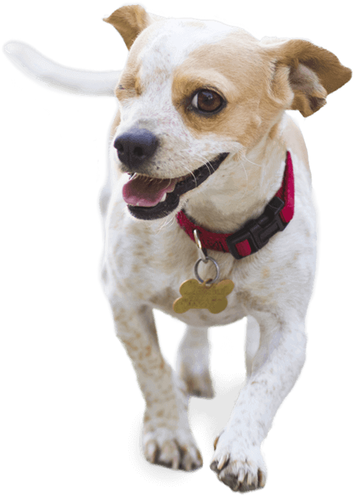Image of a white dog Image of a white dog