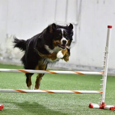 Ace Jumping Back into Action