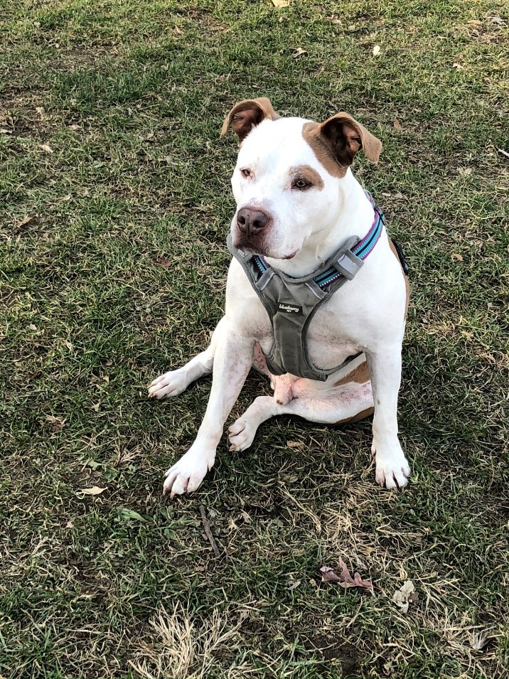 Ajax “He is back to his old self, running and playing. We are back to our morning and afternoon walks. Going to the dog park and back playing at the Camp Bow Wow Peoria.”