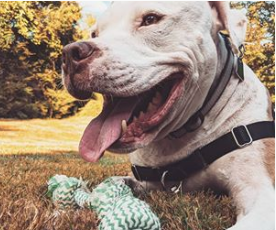 Carl “Carl was adopted and now has an amazing life and he is a star on his very own Instagram page. He is a true success story now living his best life after being a dog who was high-risk at a kill shelter.”