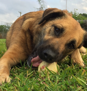 Avery 4-year-old, German Shepard Mix from Metairie, LA