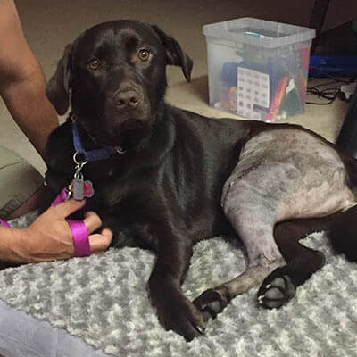 Bailey Ready to Romp & Play