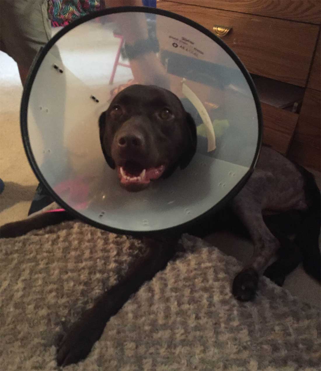 Bailey wearing a cone