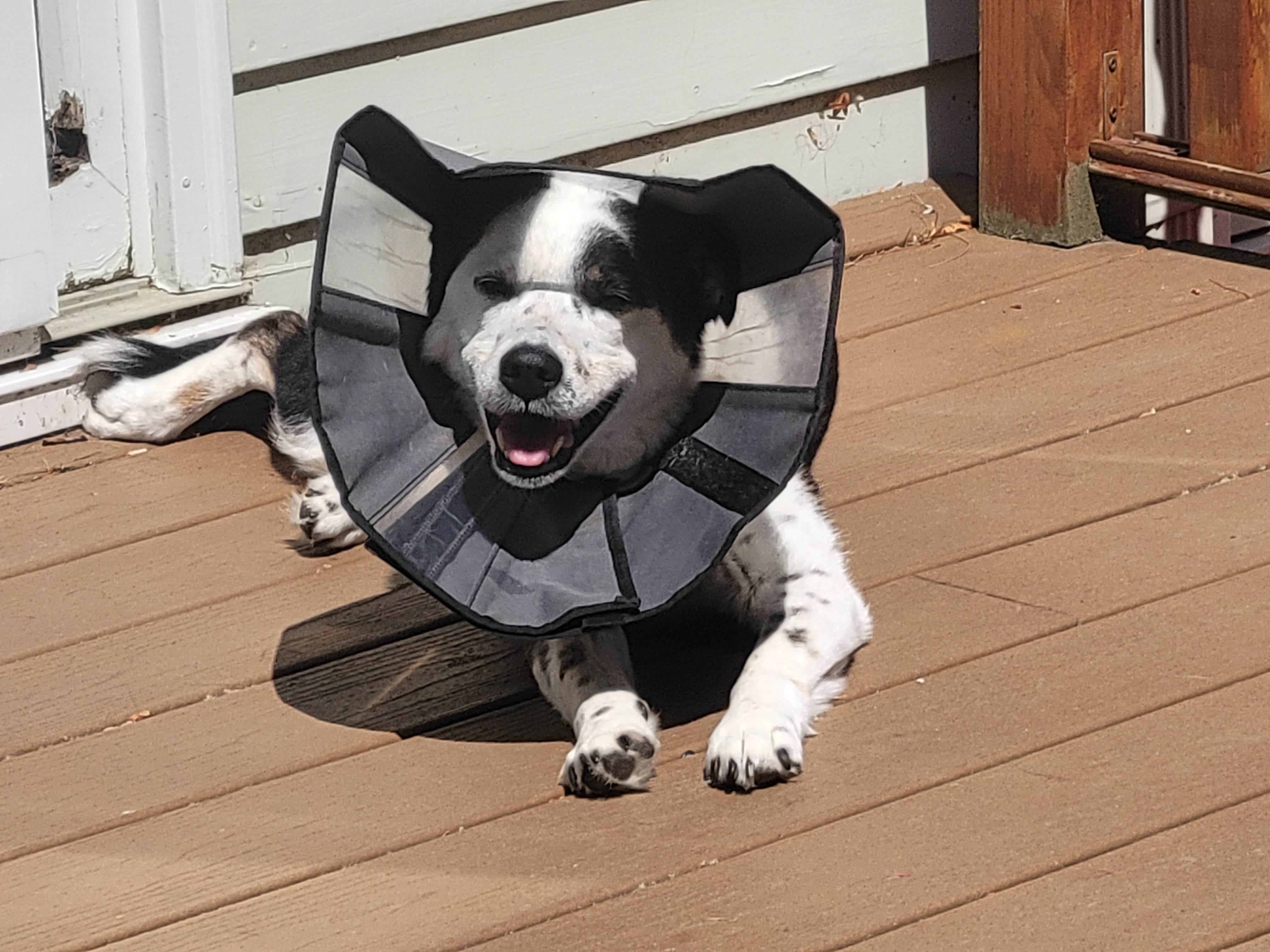 Bandit Glastonbury, CT