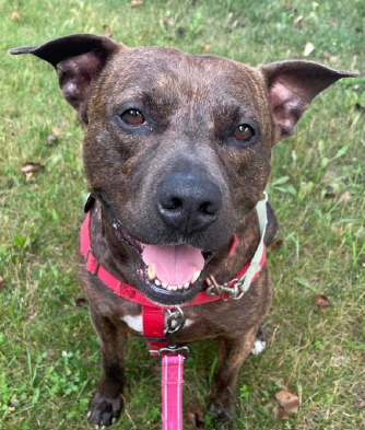 Carmine Sayreville, NJ