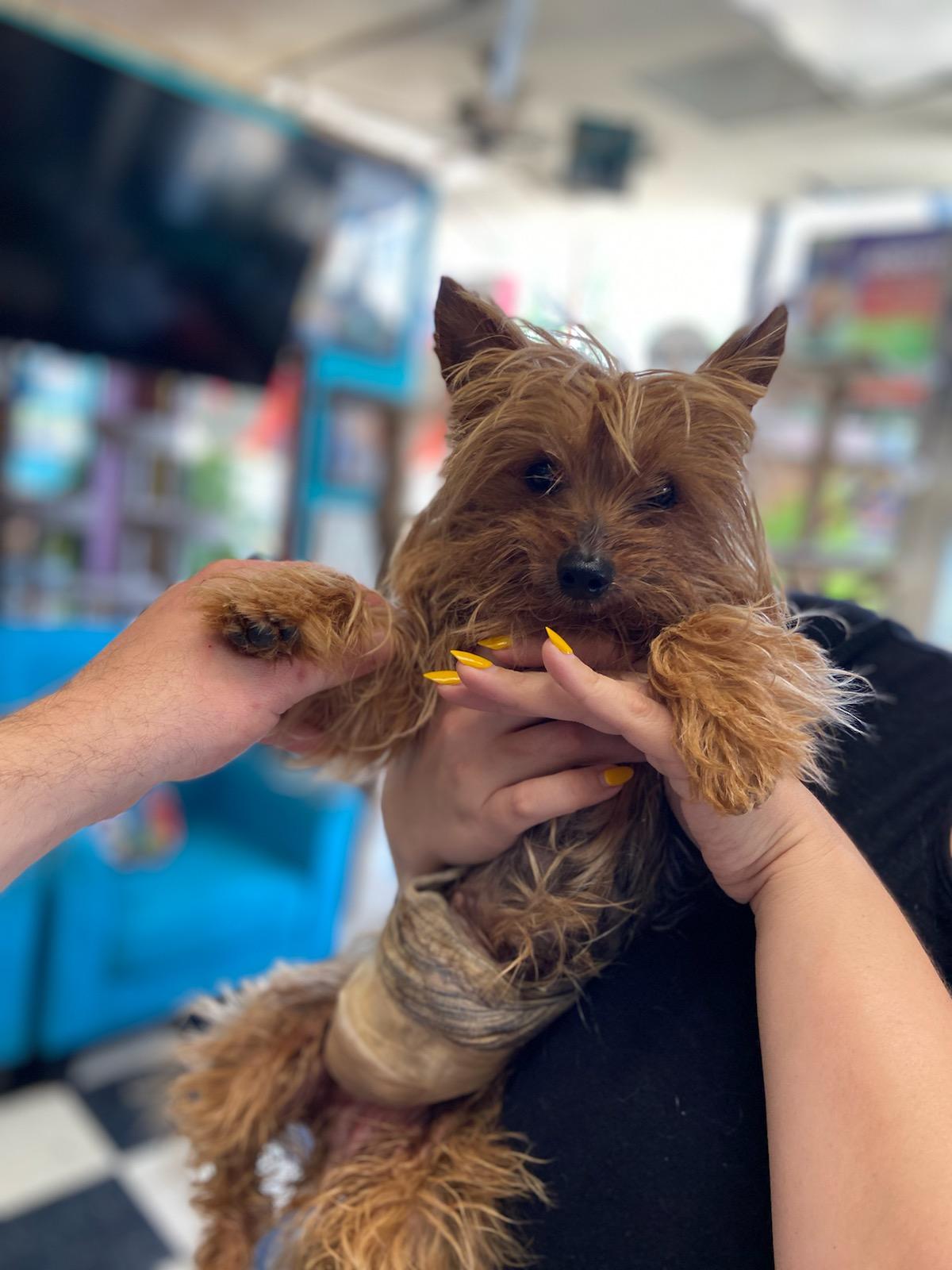 Charlotte Chicago, IL