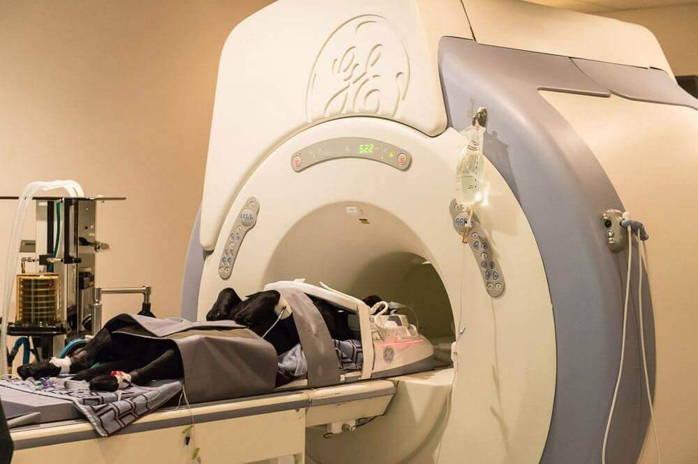 Chester getting an MRI