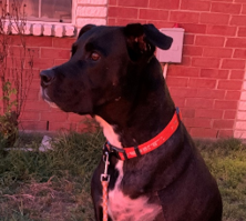 Chevy 8-year-old, Lab Mix from Farmersville, TX
