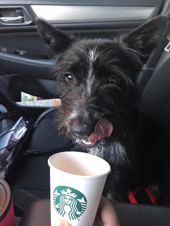 Chunks “You would never guess that he has a pacemaker with how playful, energetic and vibrant he is. Chunks is doing extremely well and loves to play (harass) his fur sisters and fur niece.”