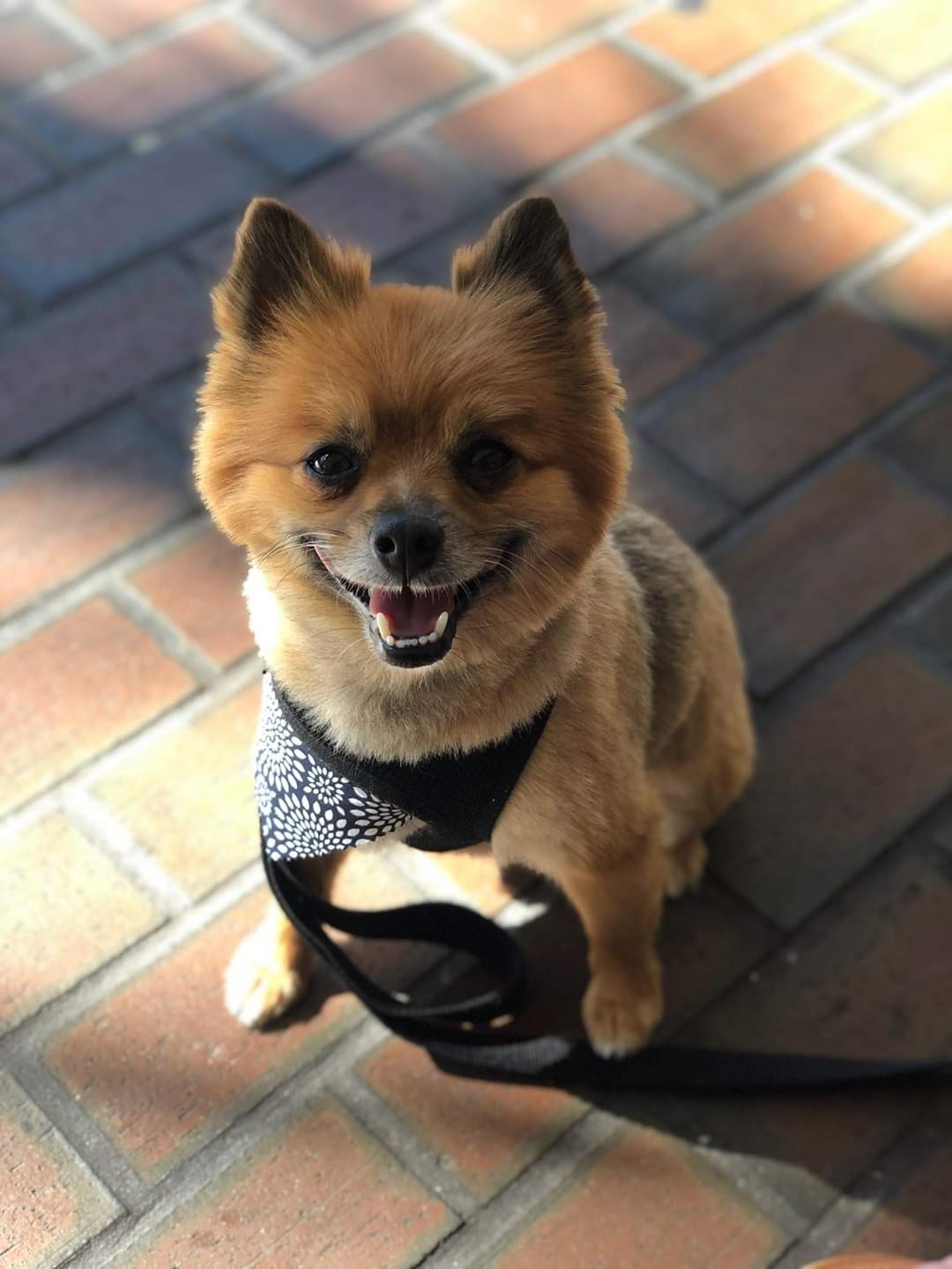 Duke “After the treatment Duke displayed massive amounts of energy instead of sleeping. He is the most thankful and is constantly love by us and even new friends. Thank your foundation for giving him a second chance at life.”