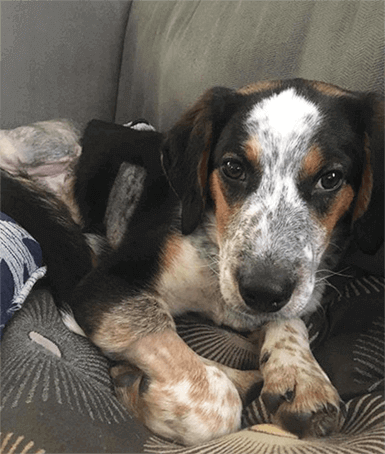 Fletcher Sometimes 3 legs are better than 4!