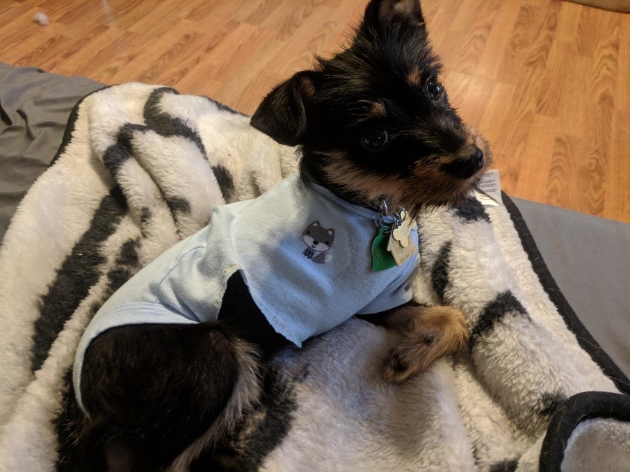 Gizmo “He is doing wonderful and recovered so fast. He is the fast baby in our house.” - Crystal, Gizmo’s mom