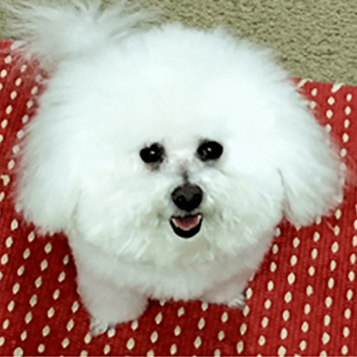 Harley Small but Mighty!