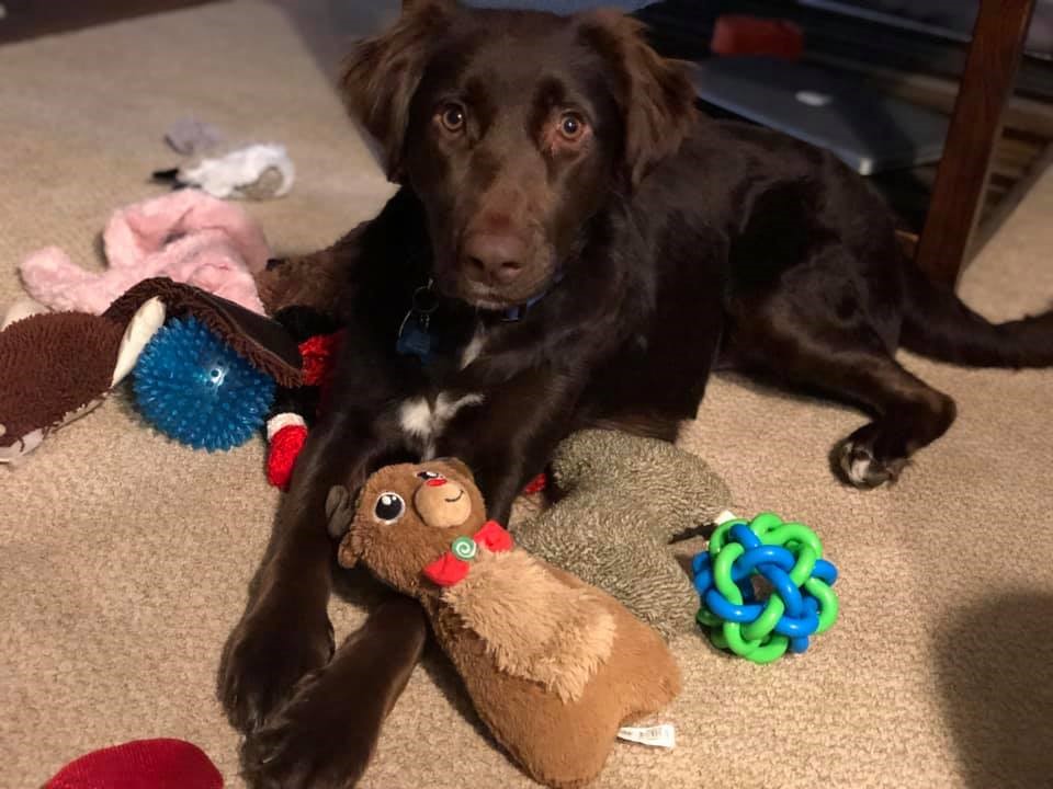 Harper “Harper is doing well, recovering from her heartworm treatment, and getting stronger every day! We can’t wait until she is back to full strength, so she can play, swim, and goof around with her fur brother, Louie.” - William & Krissa, Harper’s parents