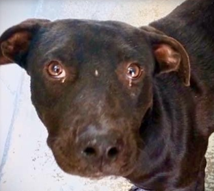 Huck 1 1/2-year-old, Heeler/Pitty from East Hampton, CT