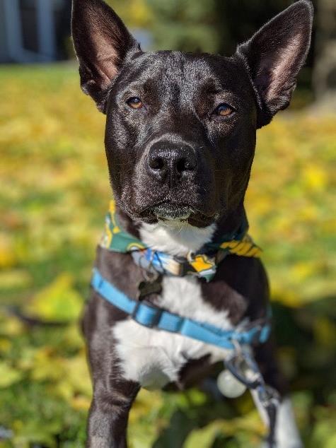 Jasper “Jasper is doing very well since his initial diagnosis. Although he will never be cured, his condition is managed, and he is back to his old self. Jasper would not be here if not for the medical treatment he received.”