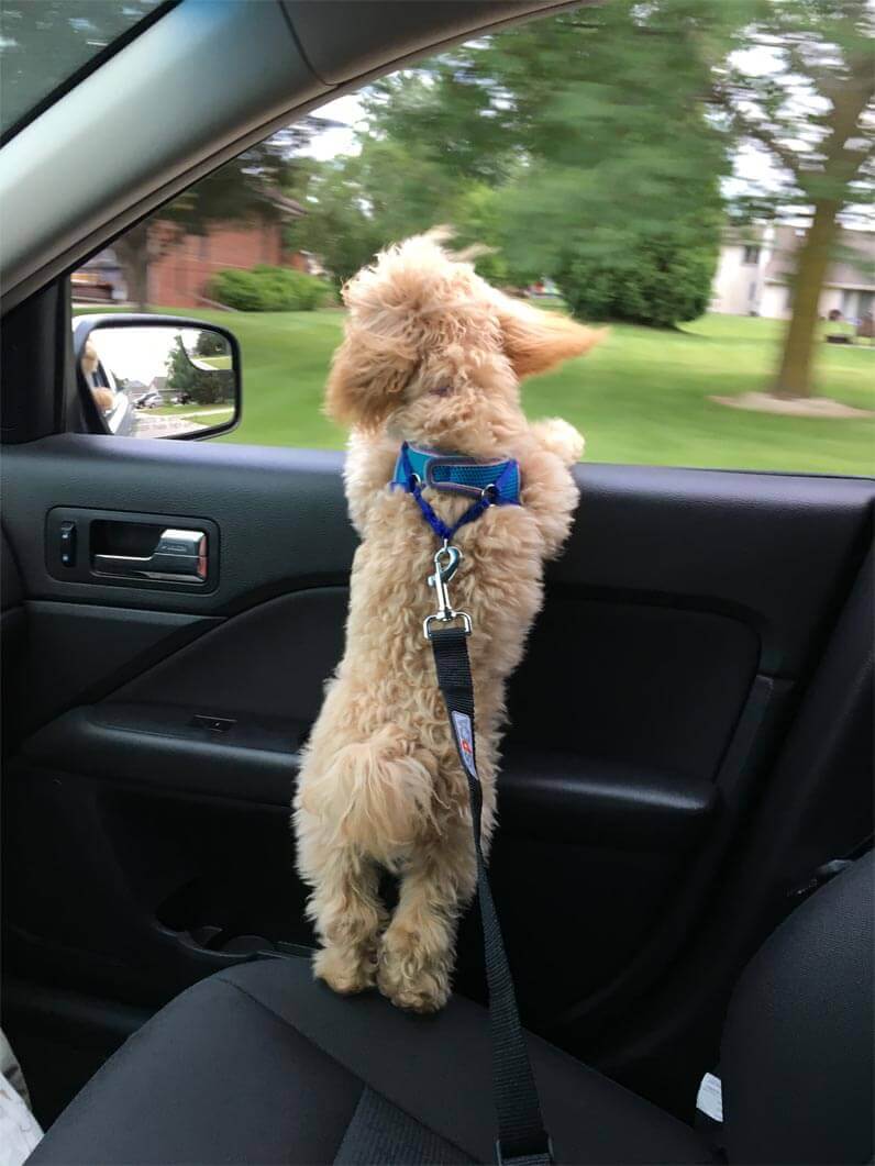 Macie enjoying a car ride