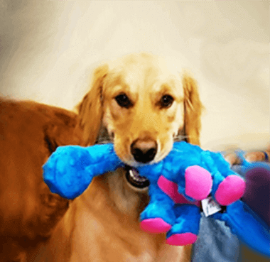 Molly Given a 2nd Chance to Find Her Fur-ever Home