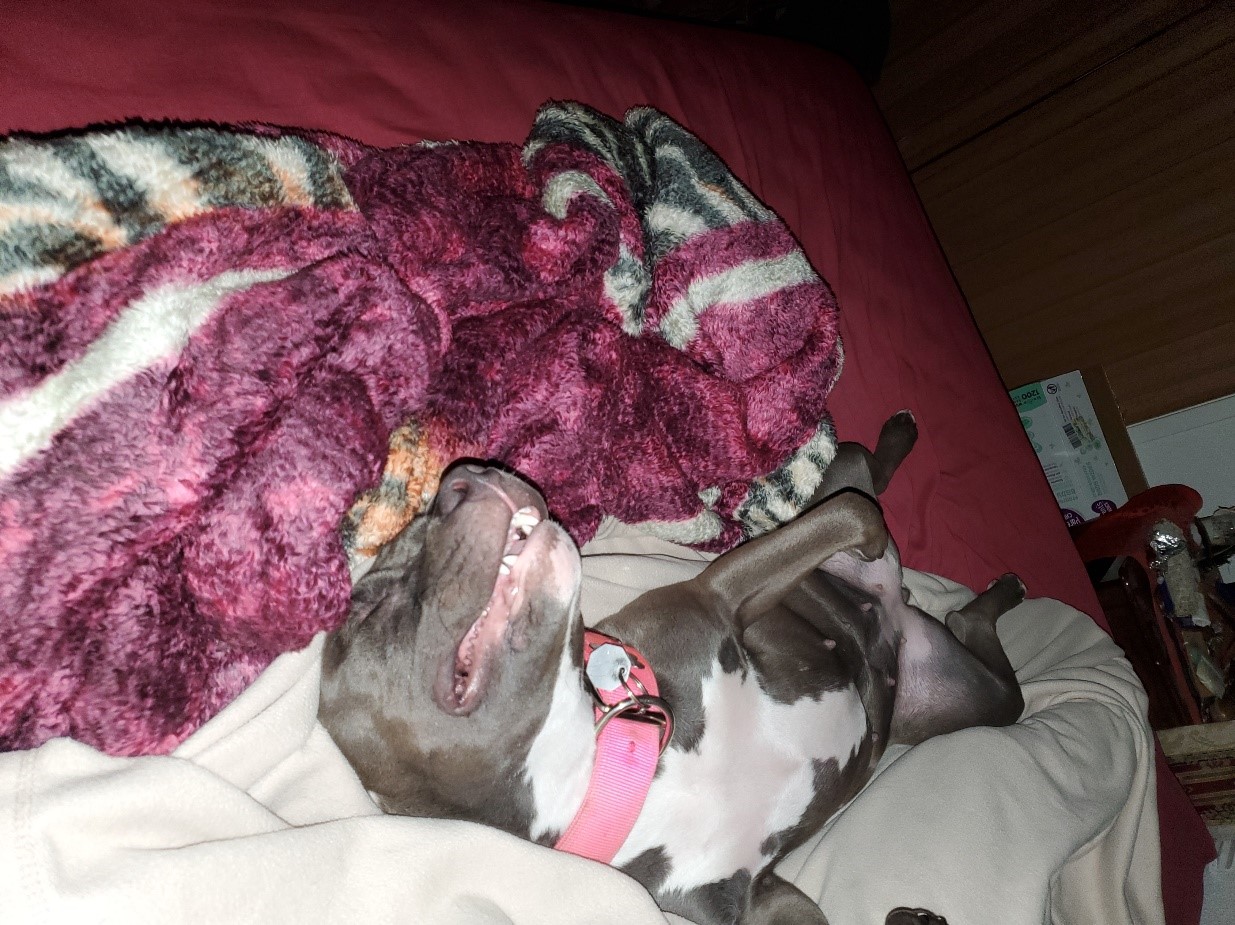 Nebula “She is great! Just yesterday I had taken her on these trails for a walk & so she can experience a new place. Running & jumping like nothing ever happened. We were able to get her surgery done quickly thanks to y'alls help.”