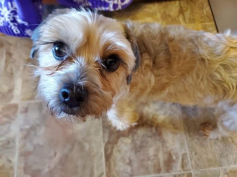 Nina “Since Fierce Love Rescue received the much-appreciated grant money for Nina, she has had the surgery on both ears. Not only did the surgery help her become healthy but Nina also found a forever family to love her for the rest of her life.”