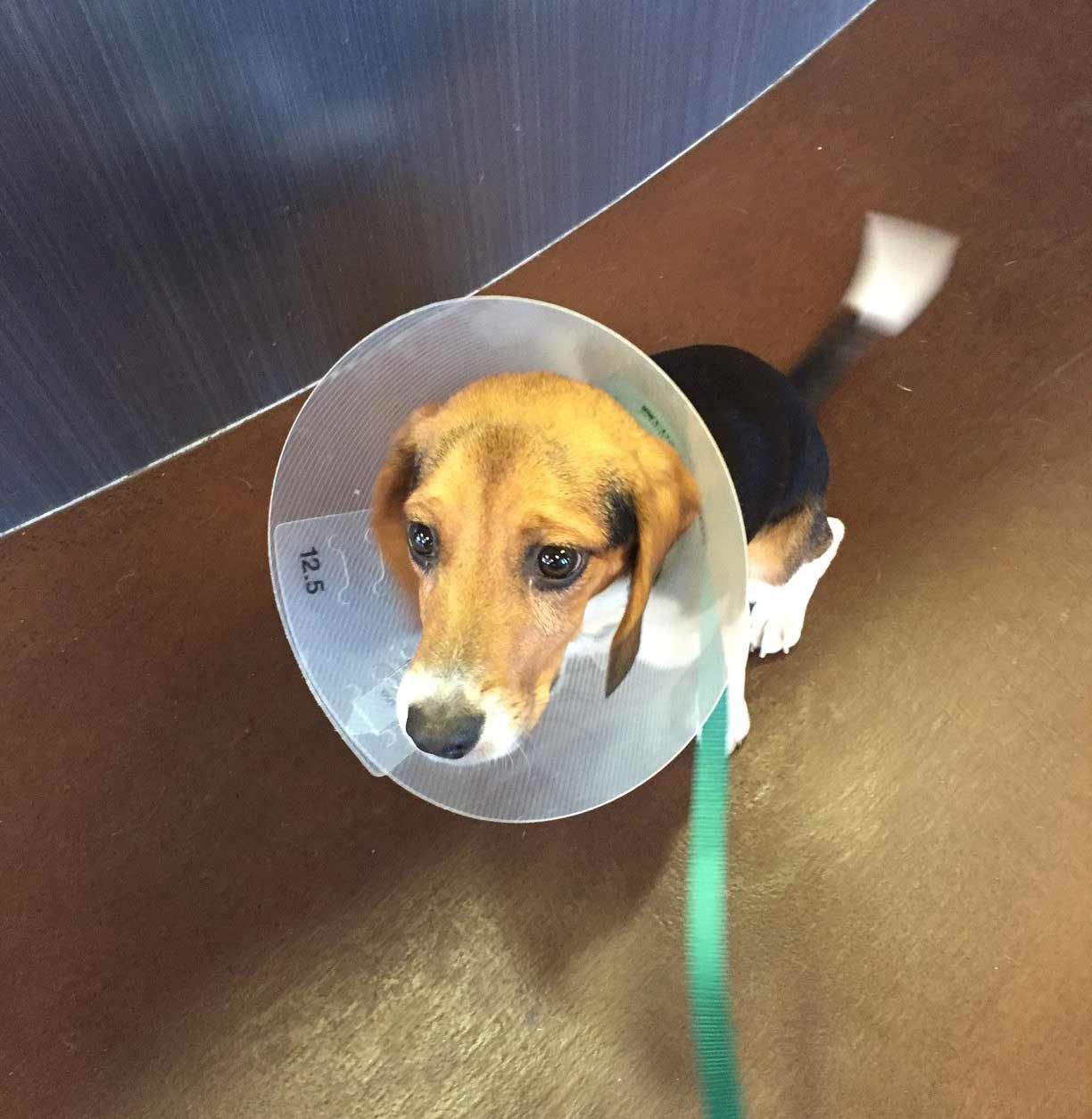 Nora After Surgery
