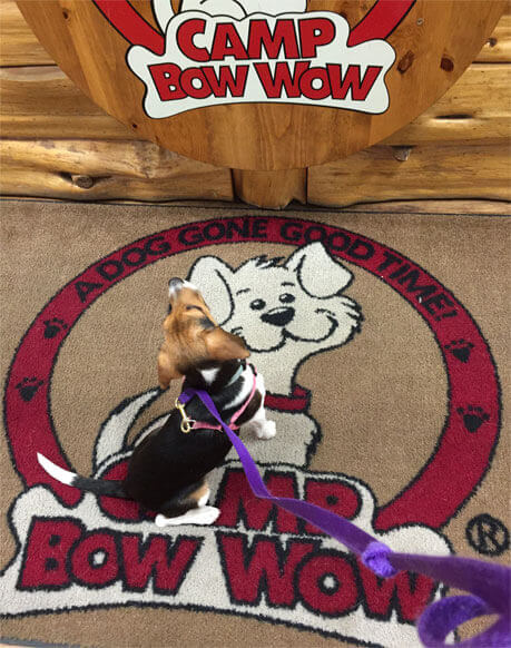 Nora At Camp Bow Wow