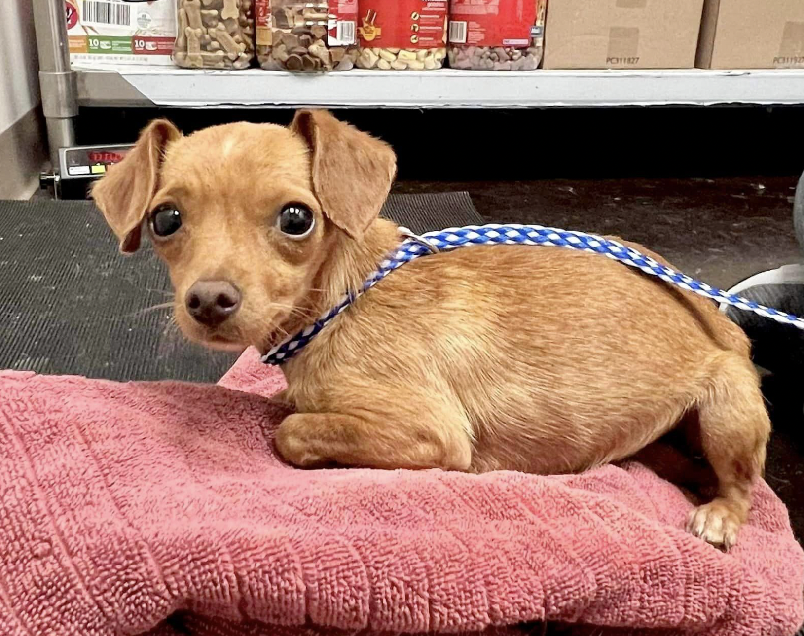 Pickles Boulder, Colorado