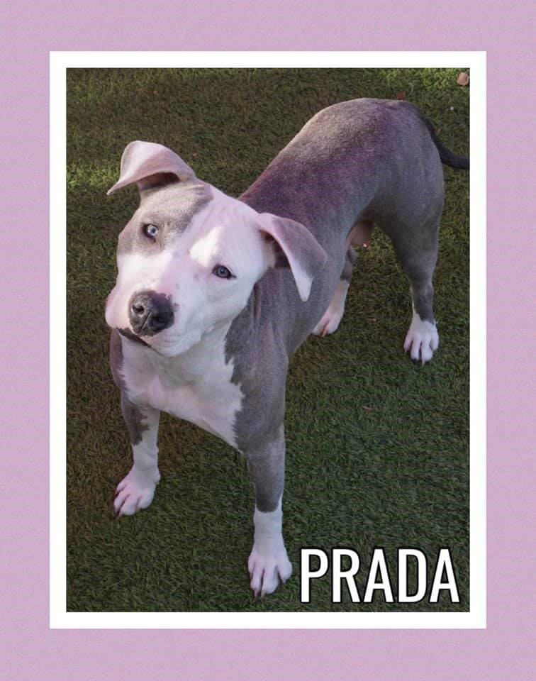 Prada “Prada is happy, healthy and recently found her forever home after taking great care of her puppies.” - -	Tamara, Stealing Hearts Rescue