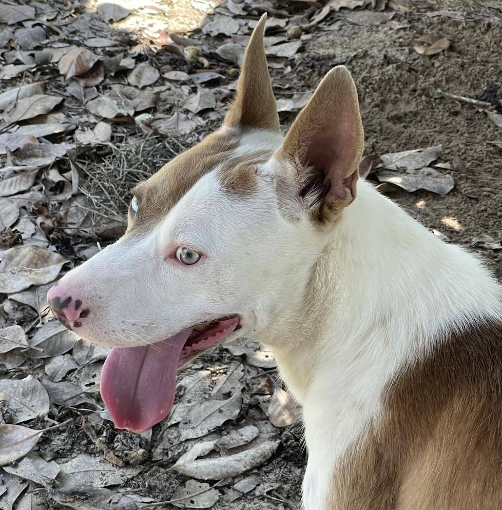 Rigby Bamberg, South Carolina