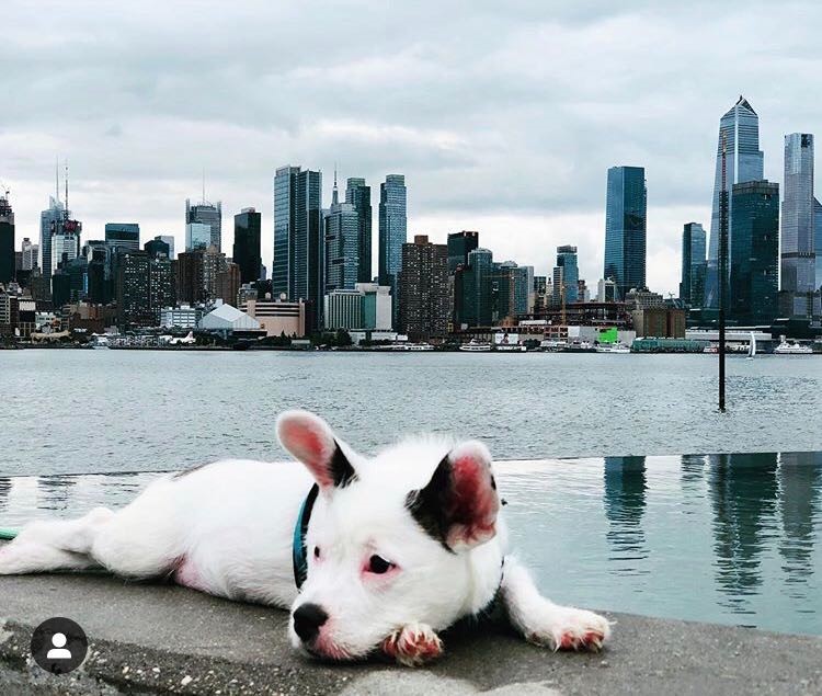 Sophie “Sophie is living and loving life in New York City. She is also excited to start her training classes later this month. We are so grateful to the Bow Wow Buddies Foundation for their support.”