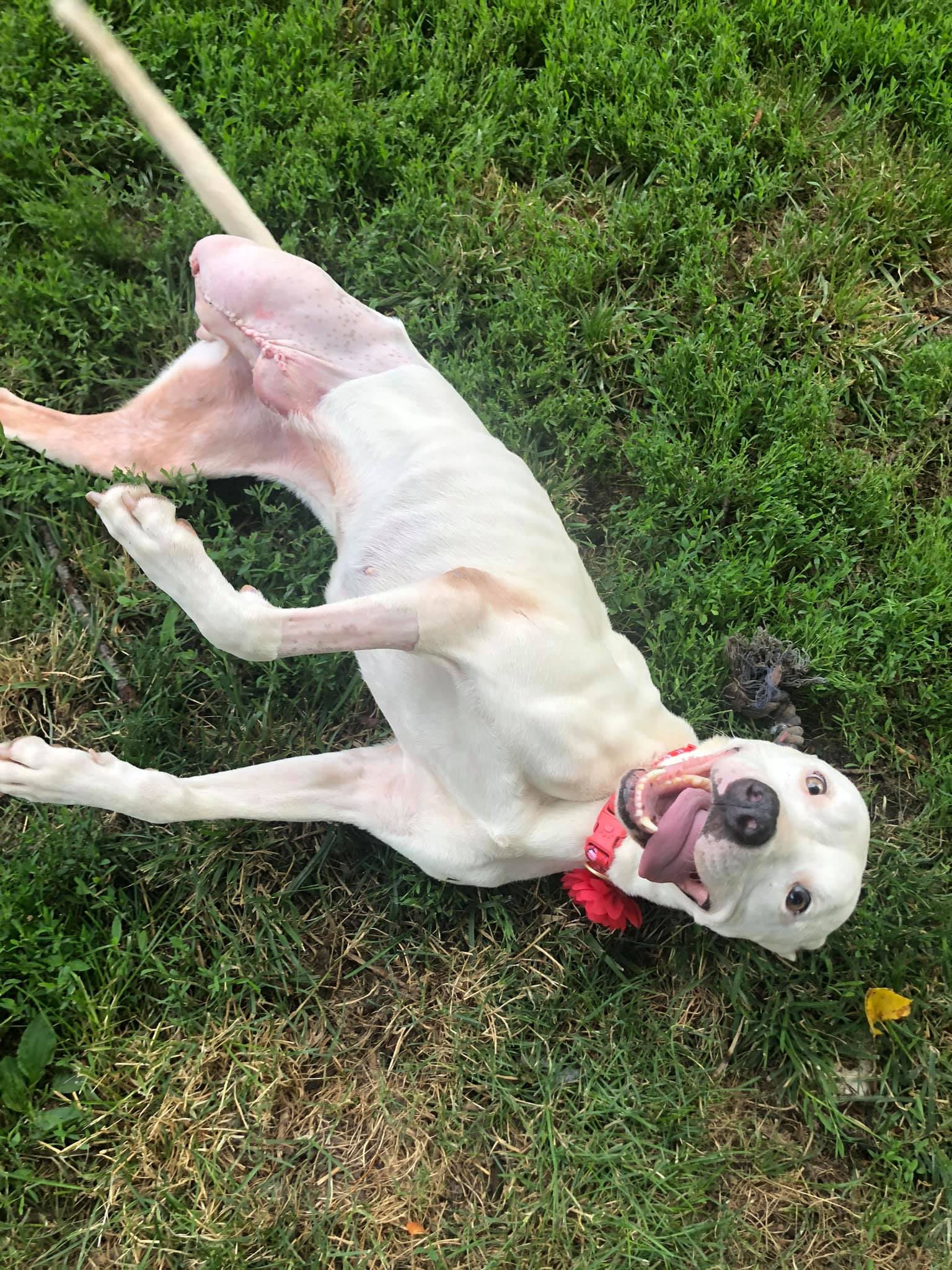 Tallulah “No one appreciates the very special genius of your conversation as a dog does.” ~ Christopher Morley