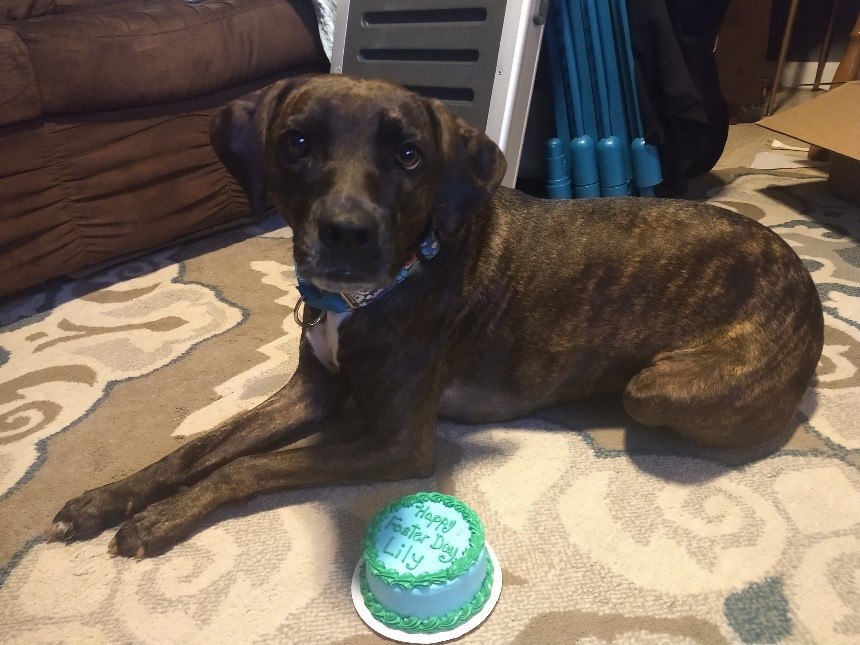 Lily “Lily has been doing amazing since her surgery. I knew I made the right choice in going forward with the surgery when I noticed about 2-3 weeks after the surgery she was wanting to run and play again, which before the surgery she didn’t want to because she was in too much pain.”