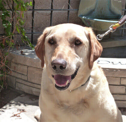 Zeke The Golden Retriever